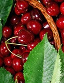 Pomi fructiferi Cires soiul HELDELFINGER
